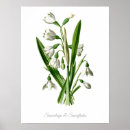 Suche nach vintage drucke poster Botanisch