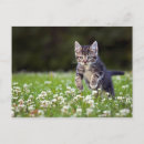 Suche nach babytiere postkarten Niedliche tiere
