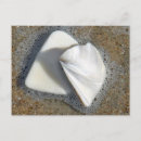 Suche nach muscheln postkarten Fotografie
