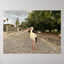 Suche nach storch poster Vogel