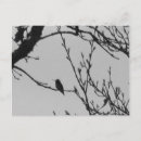 Suche nach kolibri postkarten Natur