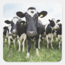 Suche nach vieh aufkleber Rinder