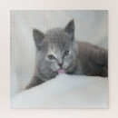 Suche nach kitten puzzle Schnee
