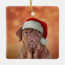 Suche nach dogue Hund