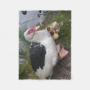 Suche nach ente decken Vogel