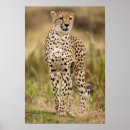 Suche nach naturreservat poster Masai mara naturreservat