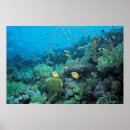 Suche nach tropische fische poster Unterwasser