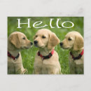 Suche nach golden retriever postkarten Welpe