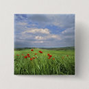 Suche nach rote mohnblume buttons Sommer