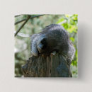 Suche nach waschbär buttons Säugetier