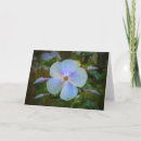 Suche nach phlox karten Blüte