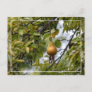 Suche nach baum postkarten Rückgang