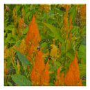 Suche nach brennend poster Natur
