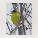 Suche nach finke Wildvogel