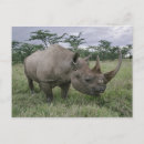Suche nach horn postkarten rhinozeros
