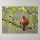 Suche nach amerikanisches rotkehlchen poster Vogelvogel