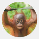 Suche nach orang utan aufkleber Tier
