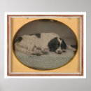 Suche nach sheldons poster Hund