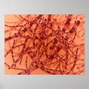 Suche nach mikrobe poster Biologie