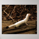 Suche nach weasels poster Tier