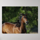Suche nach quarter horse poster Tier