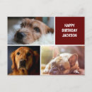 Suche nach labrador geburtstag karten Foto
