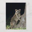 Suche nach waschbär postkarten Waldland
