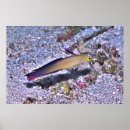 Suche nach darter poster Natur