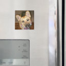 Suche nach german shepherd alle magnete Niedlich