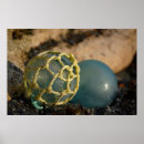 Suche nach net poster Ball