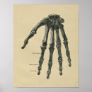 Suche nach menschliche hand poster Anatomie