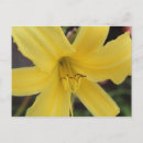 Suche nach tageslilien postkarten Flora