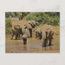 Suche nach loxodonta postkarten Afrika