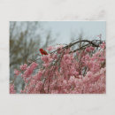 Suche nach kirschbäume postkarten Baum