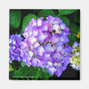 Suche nach hydrangea magnete Sommer
