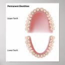 Suche nach molar poster Kieferorthopädie