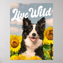 Suche nach border collie poster Kaninchen