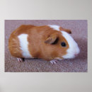 Suche nach meerschweinchen poster Guinea