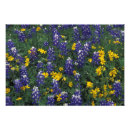 Suche nach war bonnet poster Blume