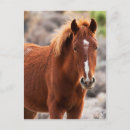 Suche nach wildes pferd postkarten Pferde
