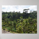 Suche nach reisfelder poster Reise