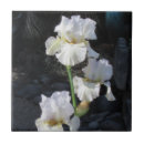 Suche nach iris fliesen Pflanze