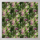 Suche nach süße erbse poster Blumenreich