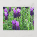 Suche nach lavendel blumen postkarten Fotografie
