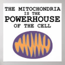Suche nach ihre mitochondrien poster Zelle