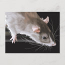 Suche nach lustige ratte postkarten Ratten