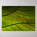 Suche nach venen poster Natur