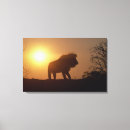 Suche nach majestätischer löwe leinwandbilder Natur