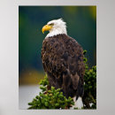 Suche nach weißkopfseeadler poster Wald