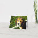 Suche nach beagle karten Tierfreunde